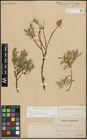 Foto von Salix repens subsp. incubacea (L.) A. Neumann